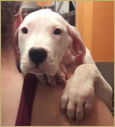 dogos argentimos argentum